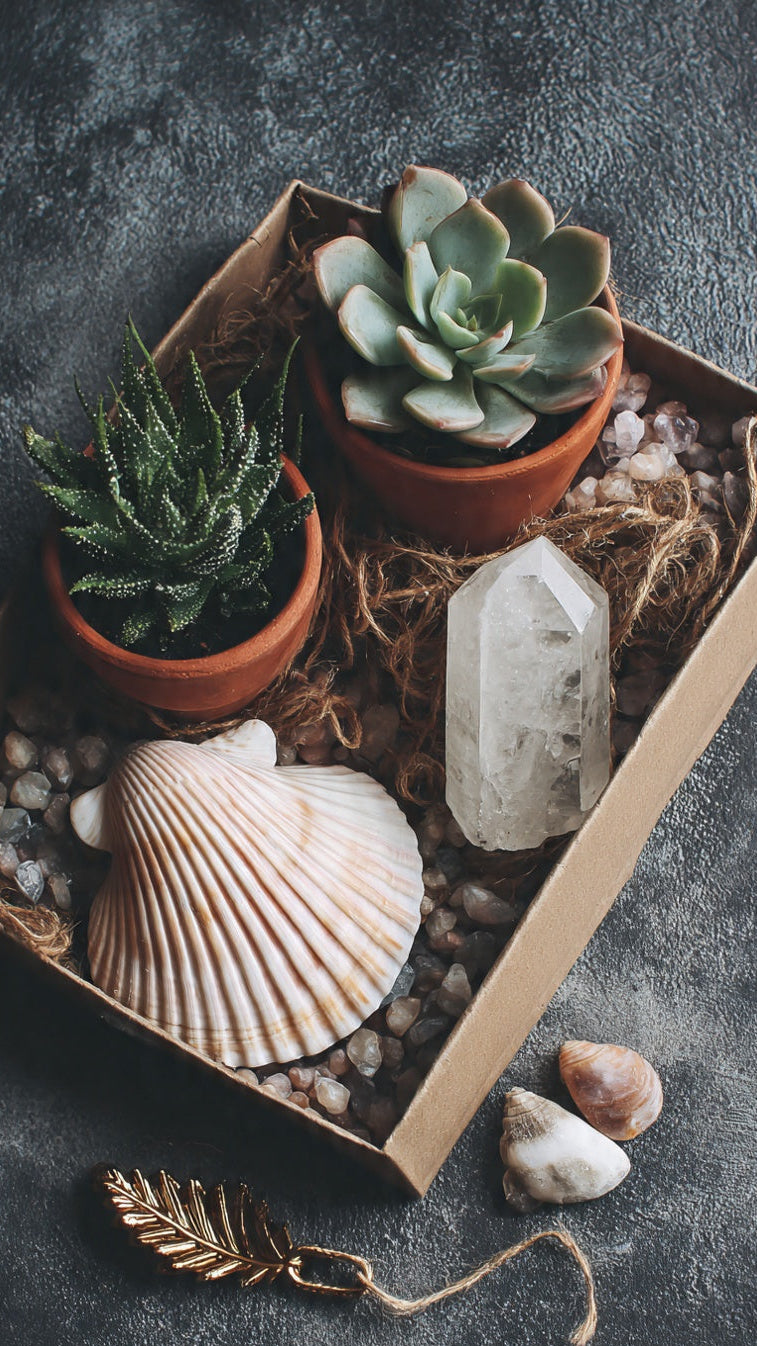 Unbox a little piece of coastal calm. This surprise set includes 3 unique, hand-picked succulents nestled in a rustic wooden box, accented with a natural seashell for that beachy touch. Each box is a mystery — no two trios are alike — so you’ll get a one-of-a-kind mix of colors, textures, and shapes. Perfect as a gift or a treat-yourself moment for plant lovers. 
