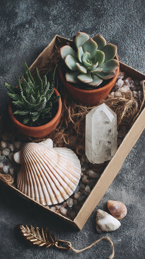 Unbox a little piece of coastal calm. This surprise set includes 3 unique, hand-picked succulents nestled in a rustic wooden box, accented with a natural seashell for that beachy touch. Each box is a mystery — no two trios are alike — so you’ll get a one-of-a-kind mix of colors, textures, and shapes. Perfect as a gift or a treat-yourself moment for plant lovers. 
